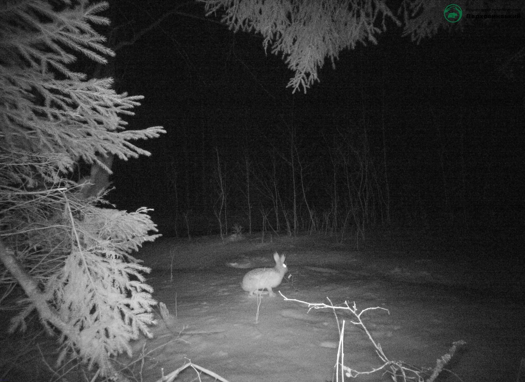 Карпатські тварини потрапили на фотопастки: рідкісні кадри із дикої природи