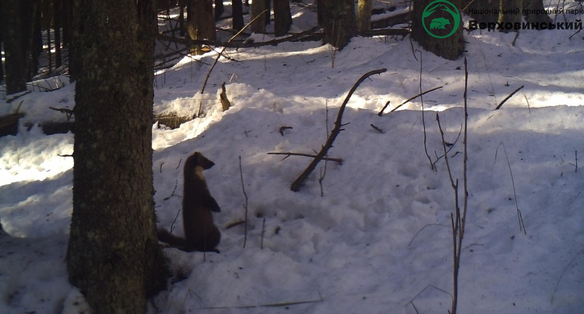 Карпатські тварини потрапили на фотопастки: рідкісні кадри із дикої природи