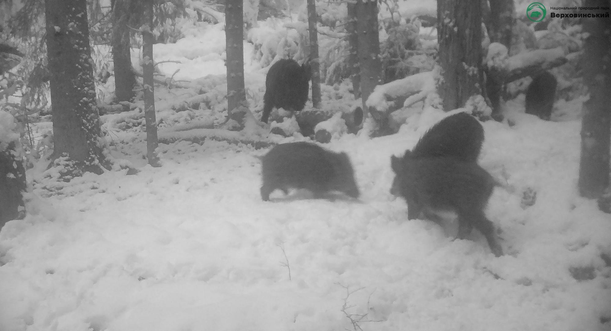 Карпатські тварини потрапили на фотопастки: рідкісні кадри із дикої природи