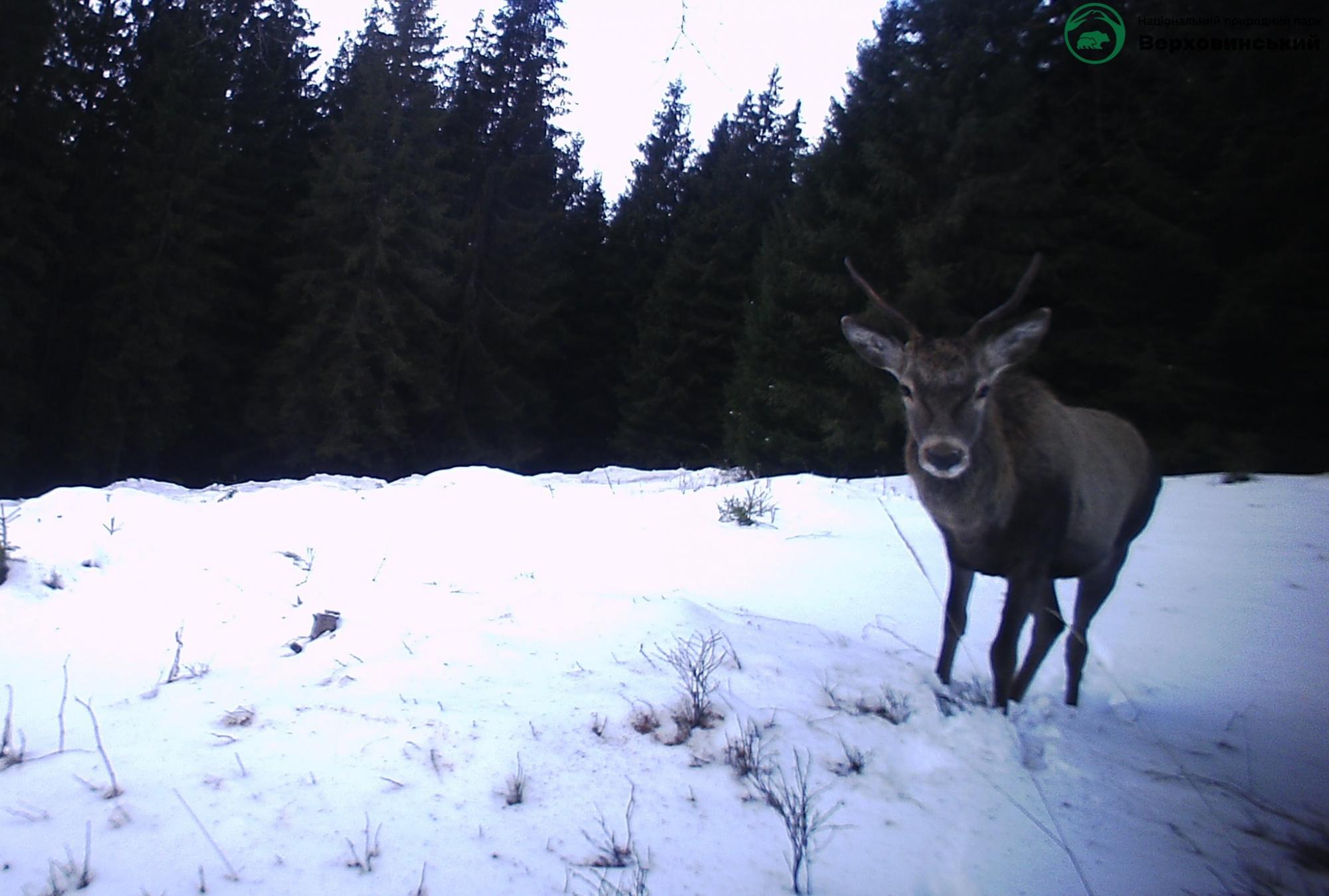 Карпатські тварини потрапили на фотопастки: рідкісні кадри із дикої природи