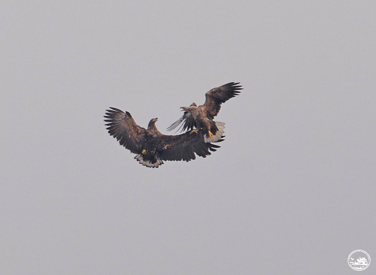 Рідкісна сова і гніздо орланів: екологи поділились фото птахів із Чорнобиля