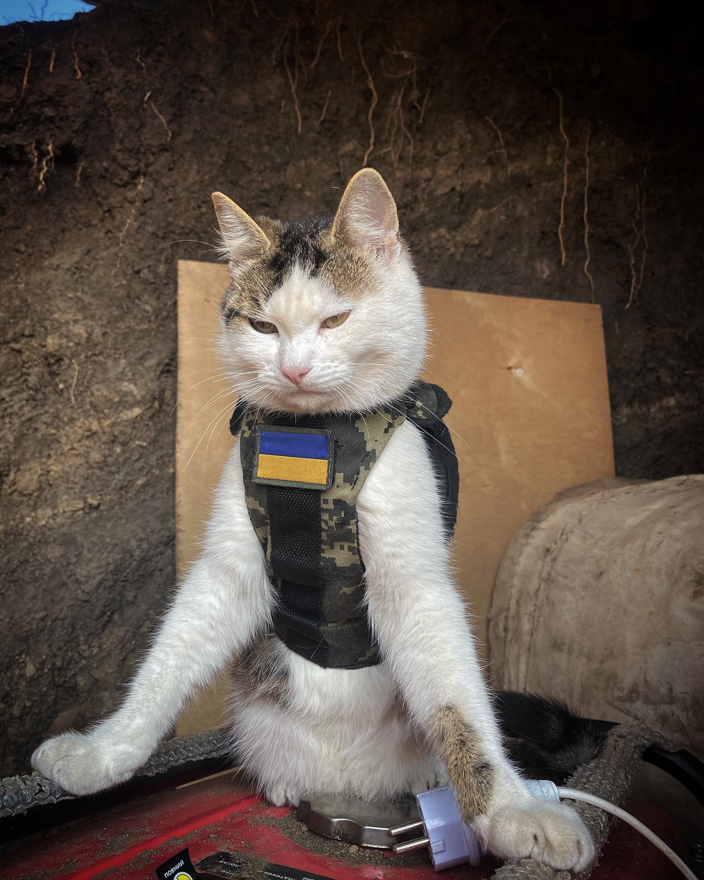 Шукали три тижні всі військові: бойовий кіт Шайба повернувся до власника (фото)
