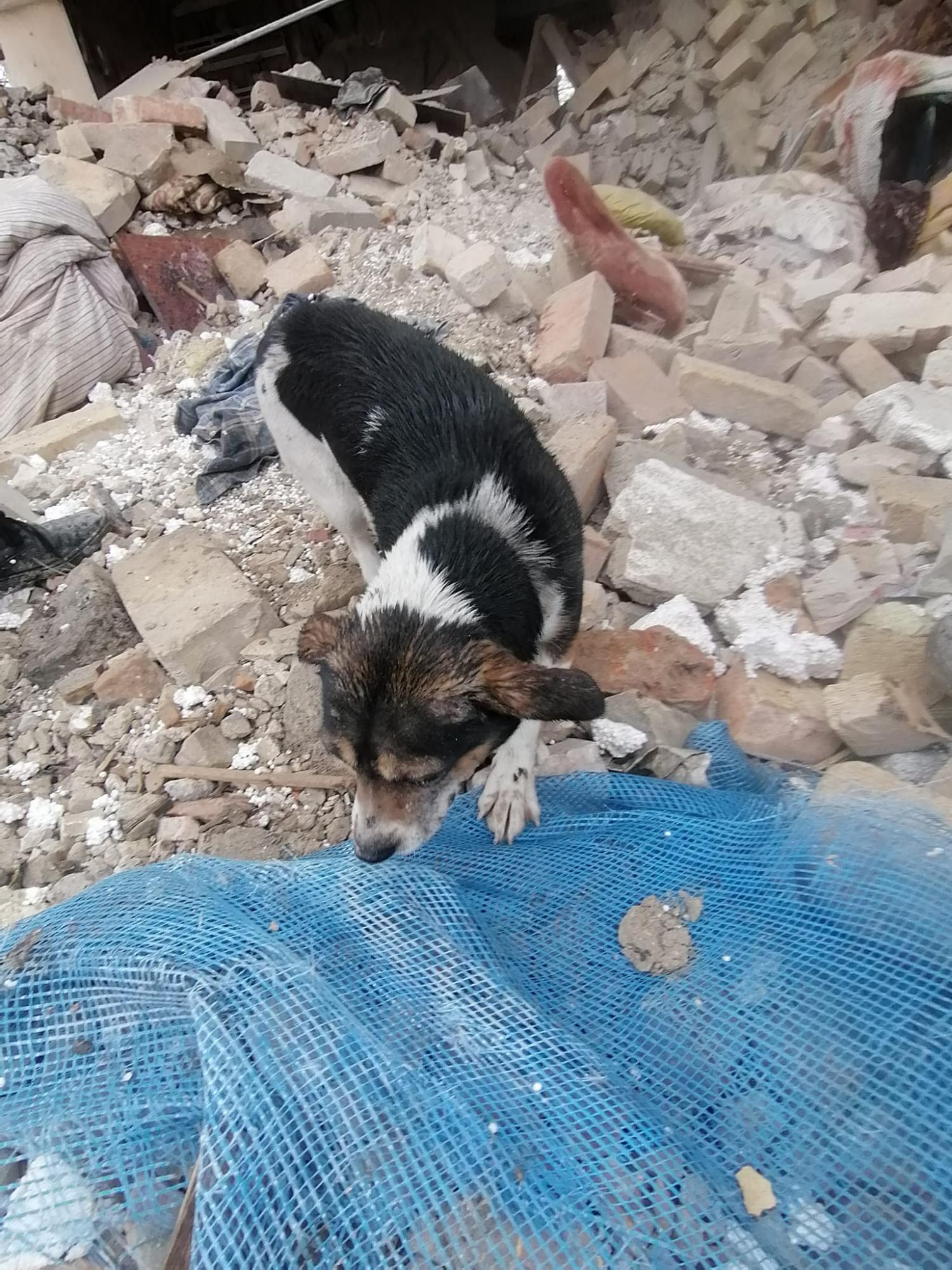 На руинах разрушенного дома во Львовской области собака ищет хозяев: трогательные фото