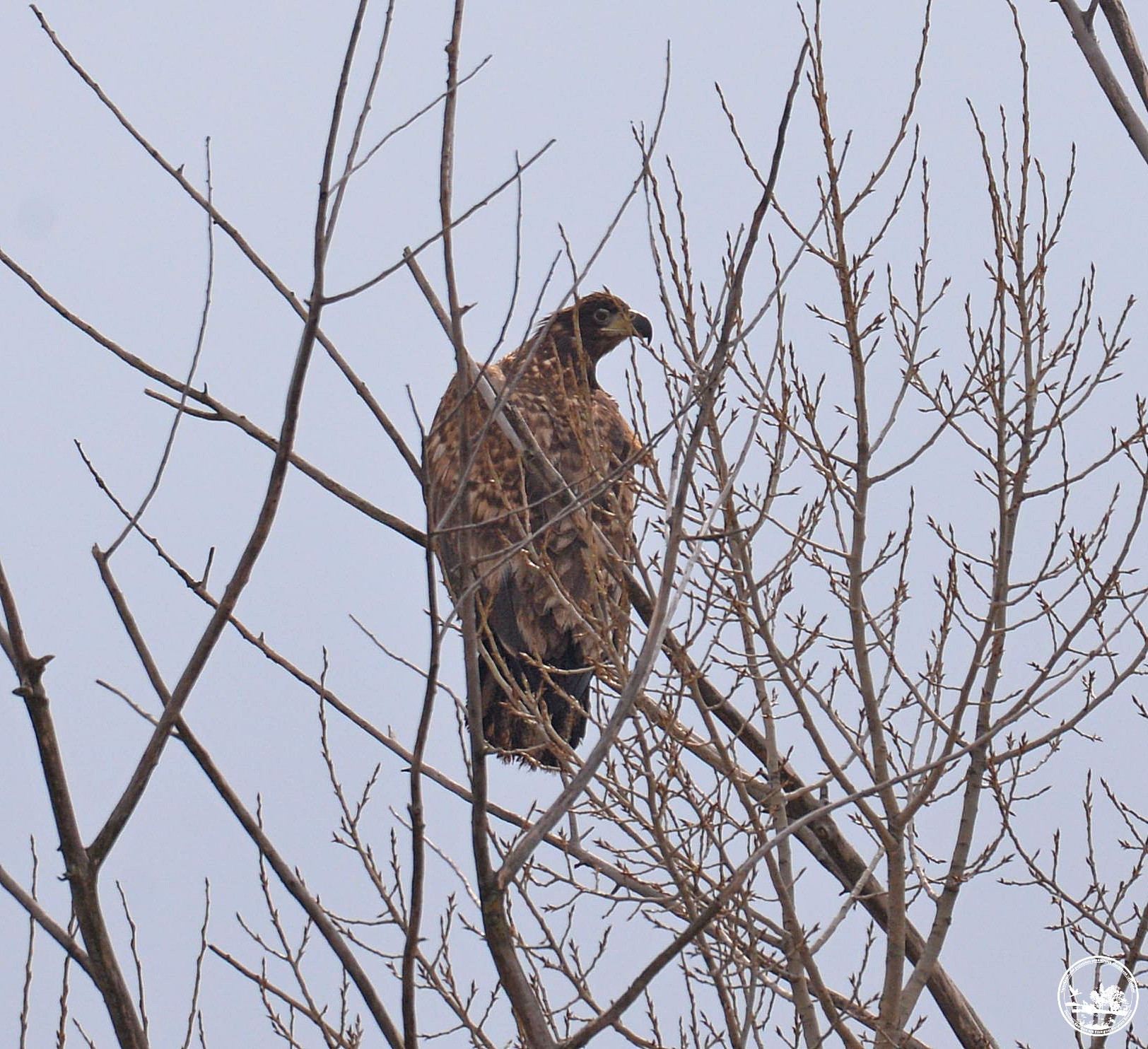 Рідкісна сова і гніздо орланів: екологи поділились фото птахів із Чорнобиля