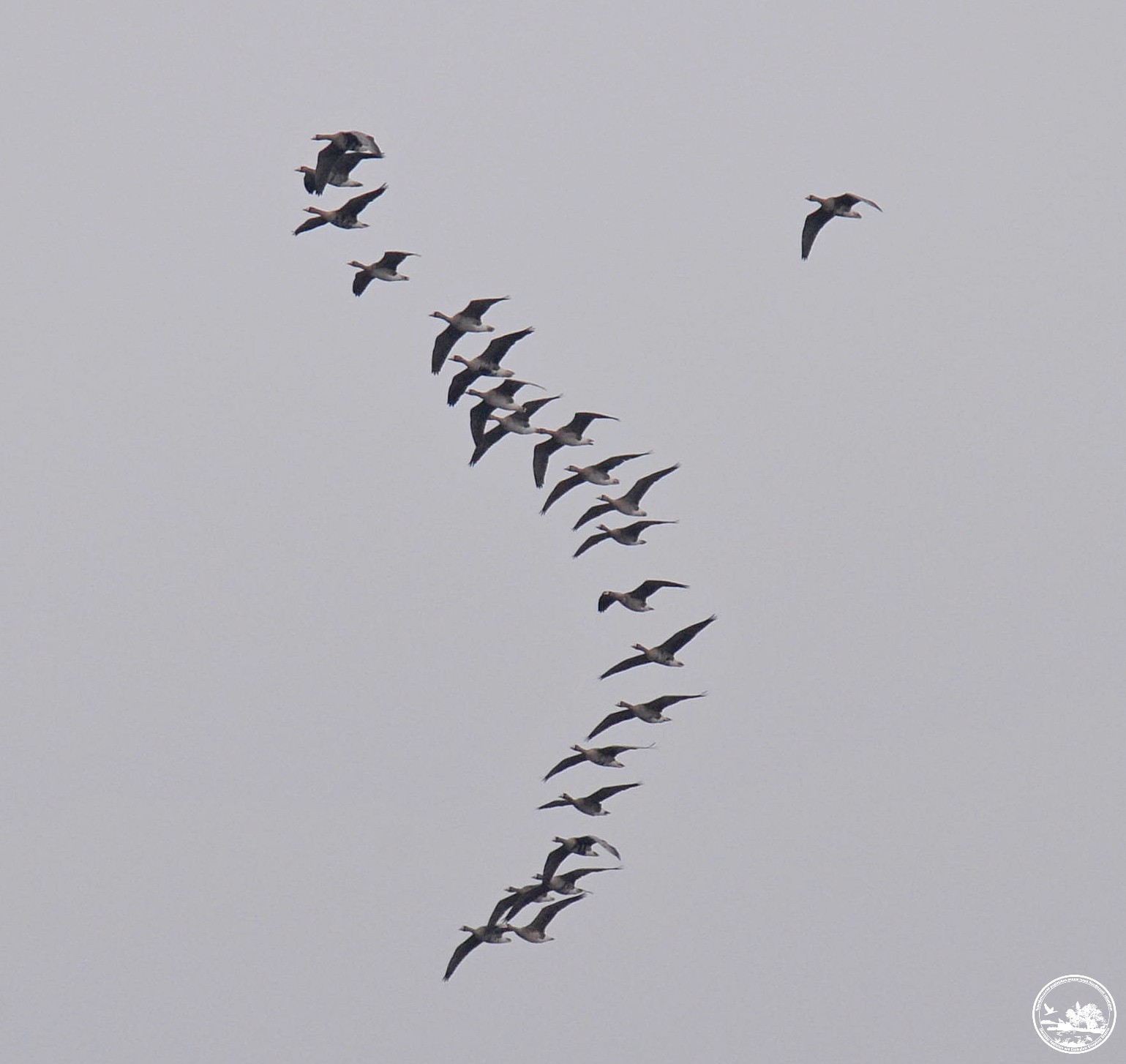 Рідкісна сова і гніздо орланів: екологи поділились фото птахів із Чорнобиля