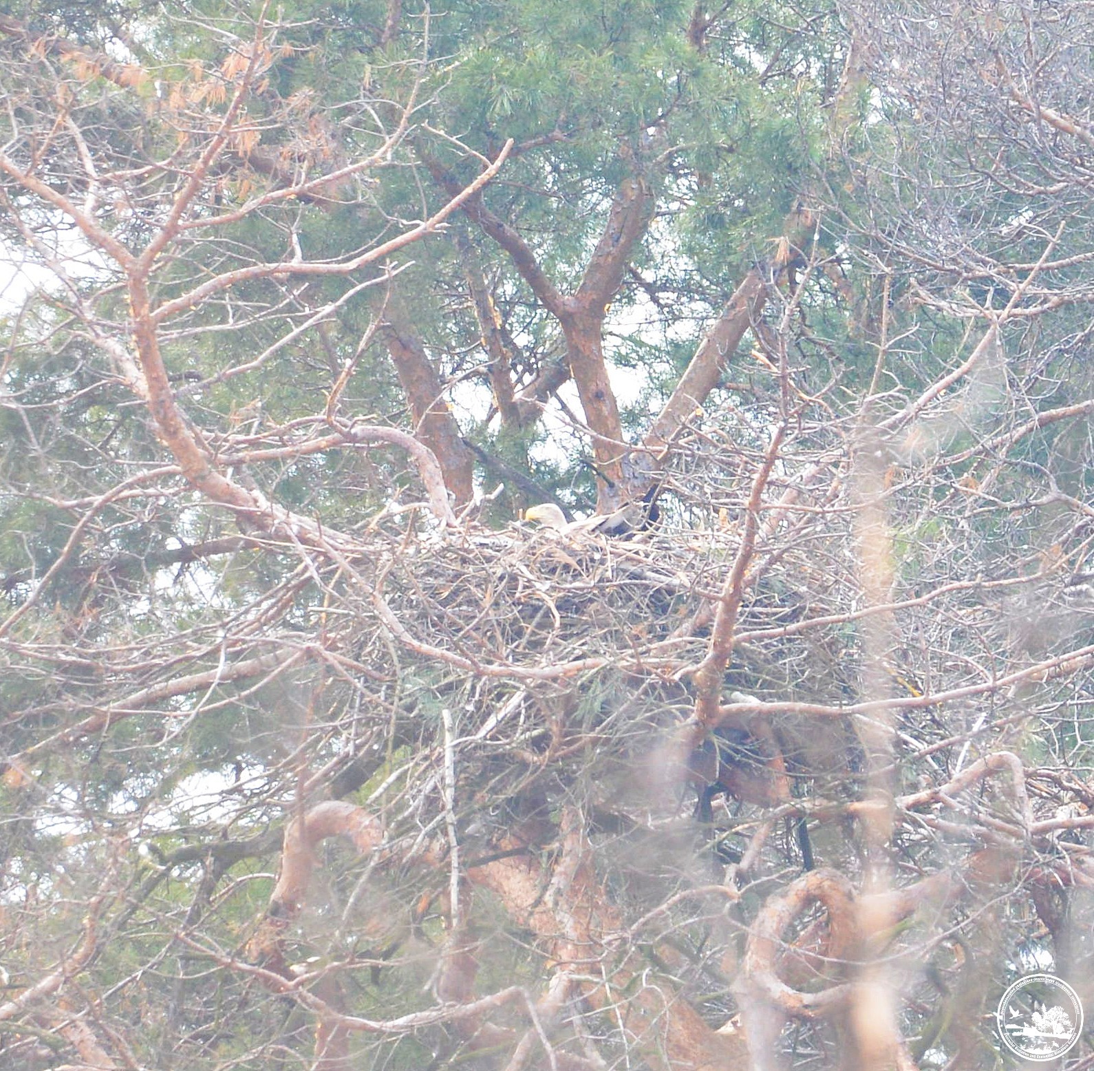 Рідкісна сова і гніздо орланів: екологи поділились фото птахів із Чорнобиля