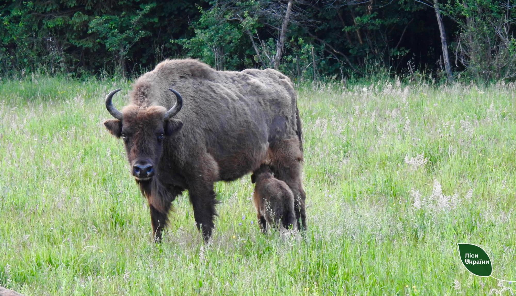 Буковинські лісничі відновлюють популяцію рідкісних тварин: дивіться фото дикої природи