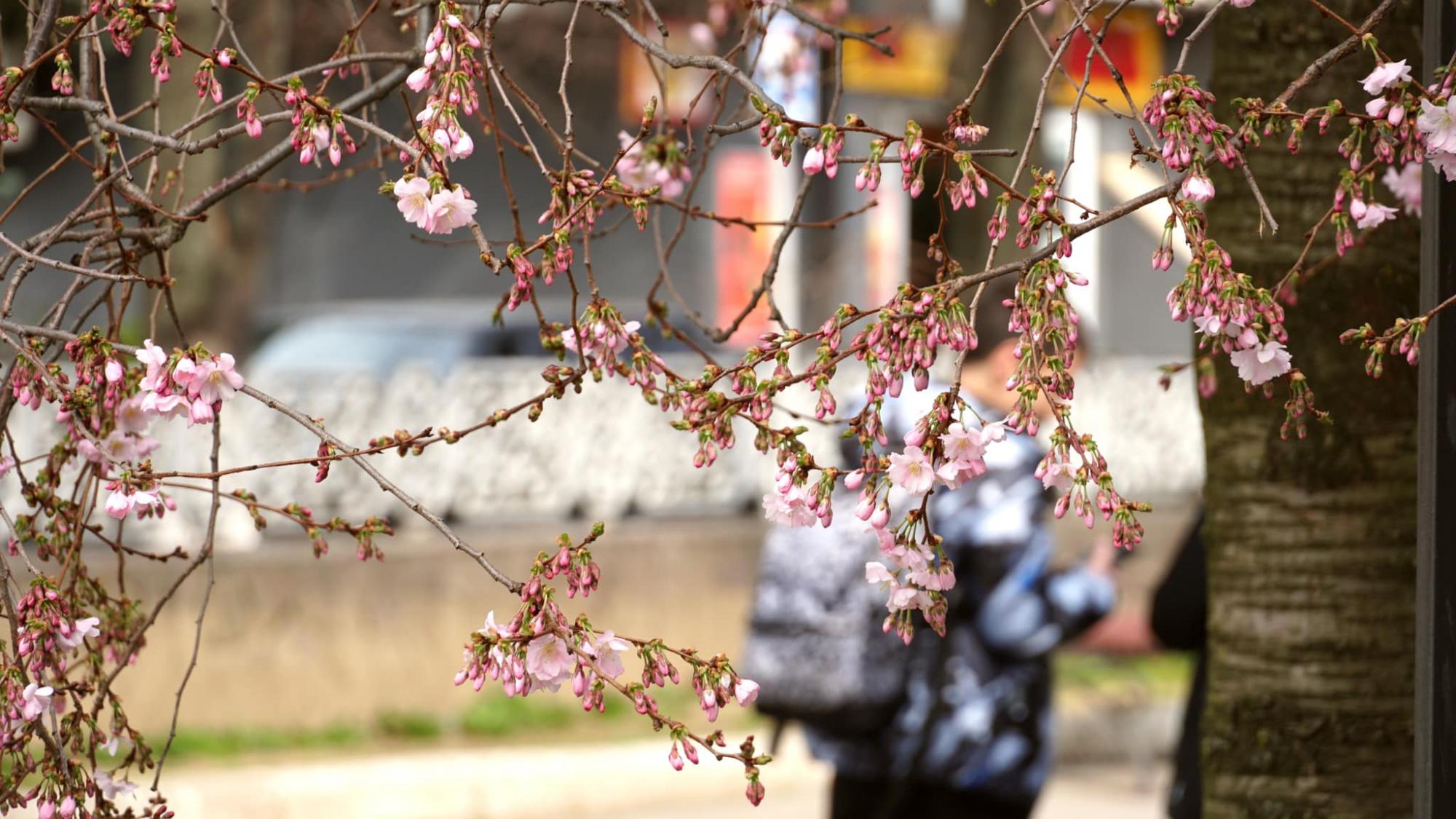 У Мукачеві розквітло дерево, яке називають "візитівкою міста" (фото краси)