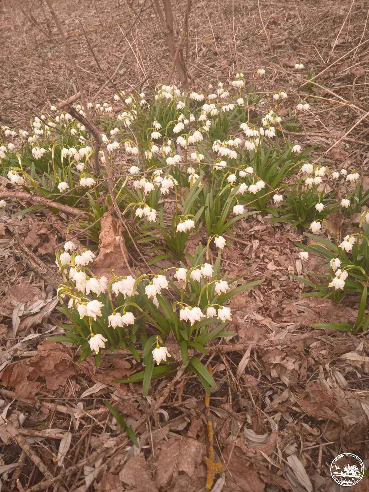 У Чорнобилі розквітла рідкісна "червонокнижна" рослина (фото краси)