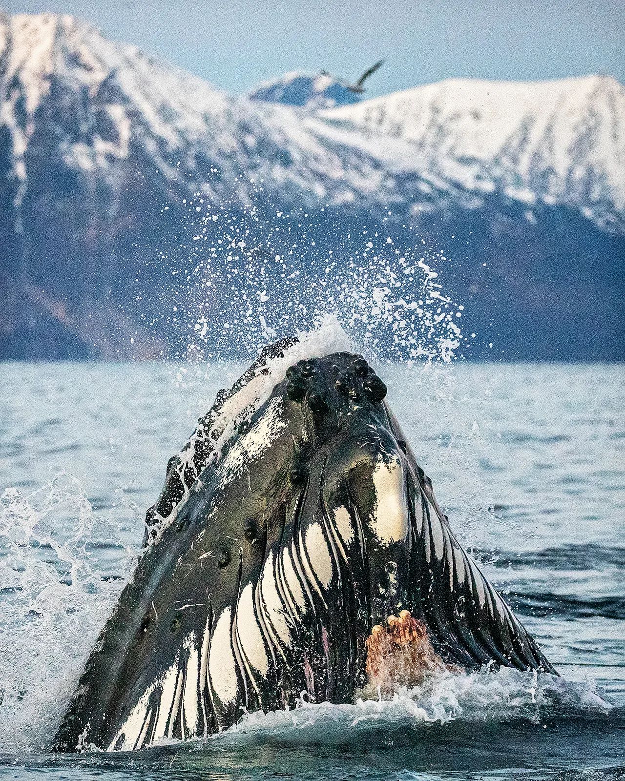 Горбатий кит мало не проковтнув дайвера під час зйомок косаток: ось як це виглядало