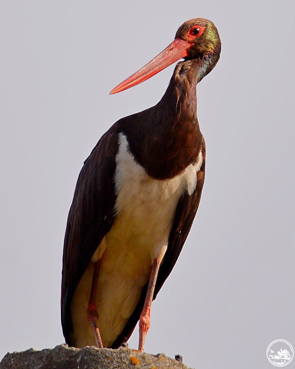 У Чорнобилі показали "червонокнижну" птицю, яка ніколи не селиться поряд з людьми (фото)