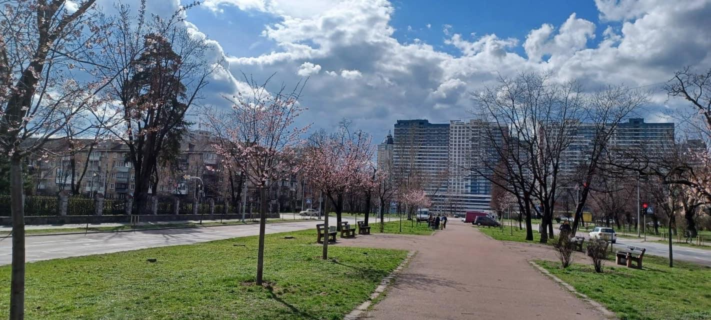 Несмотря на похолодание, в Киеве расцвели первые сакуры: смотрите фото весенней красоты