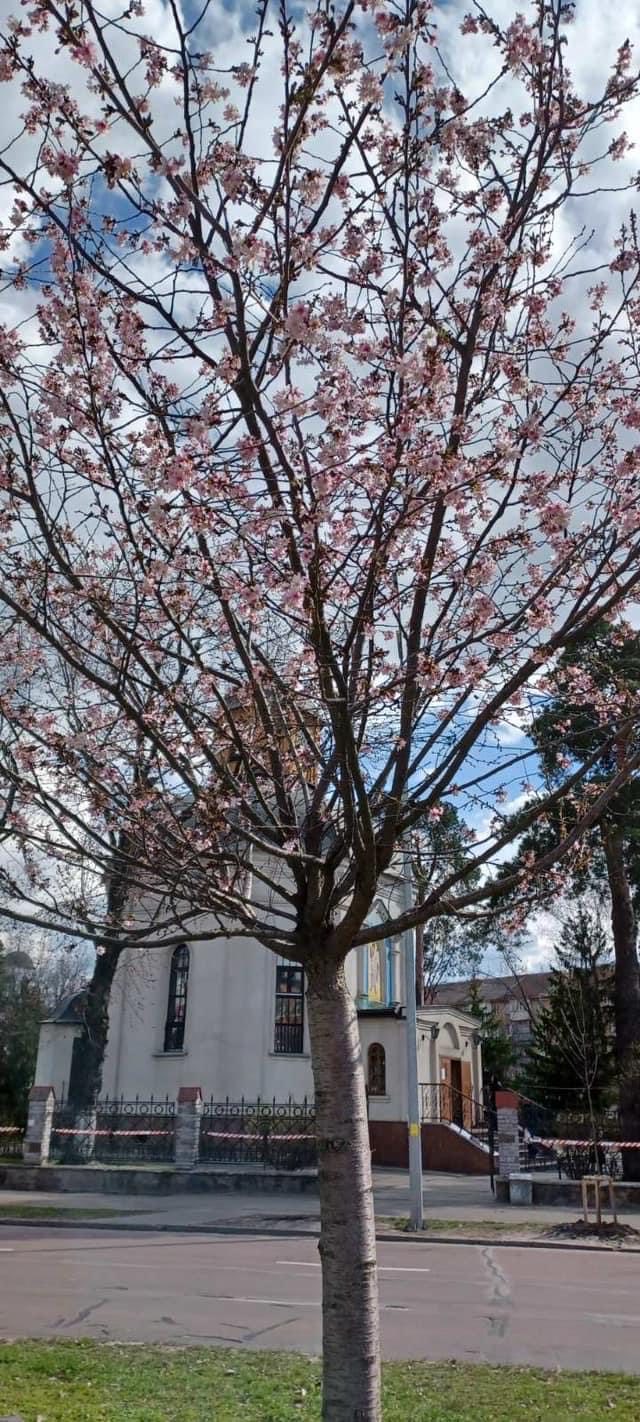 Несмотря на похолодание, в Киеве расцвели первые сакуры: смотрите фото весенней красоты