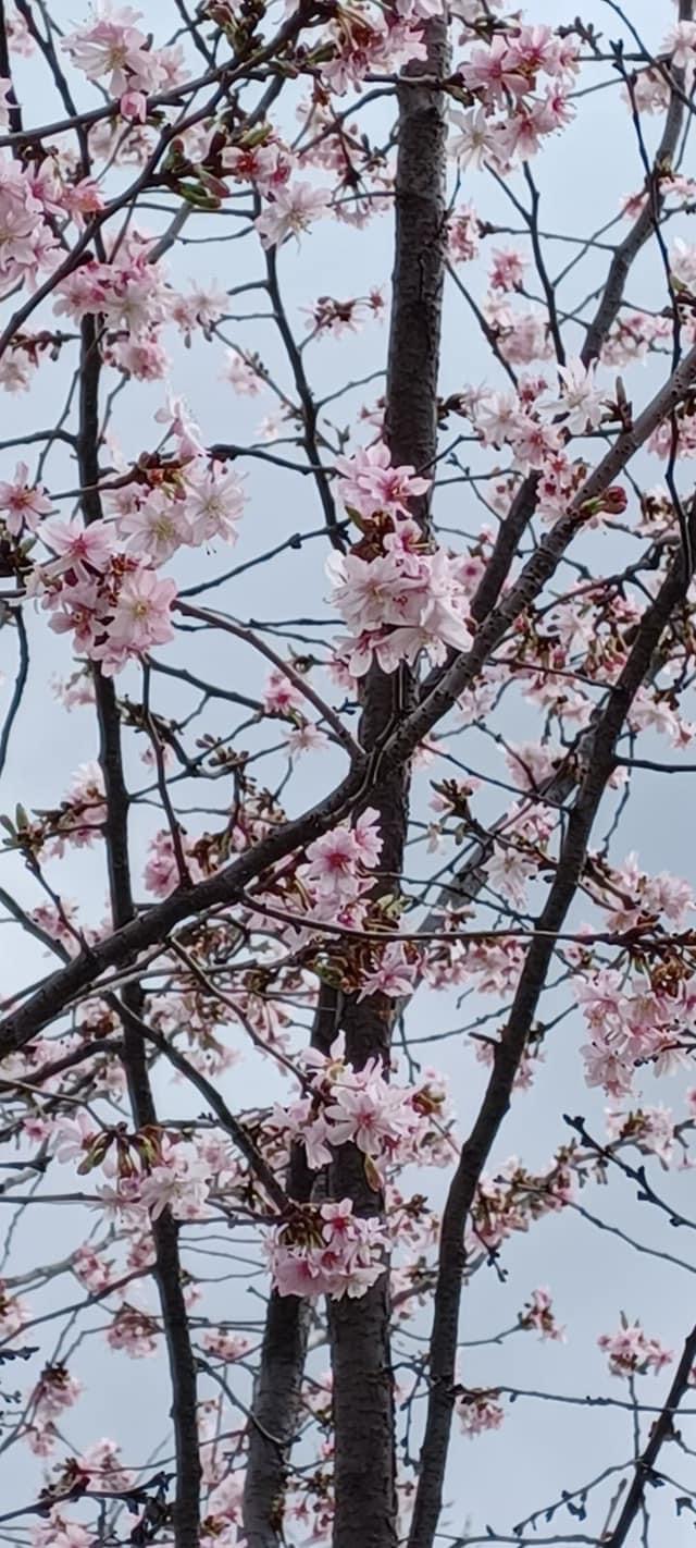 Несмотря на похолодание, в Киеве расцвели первые сакуры: смотрите фото весенней красоты