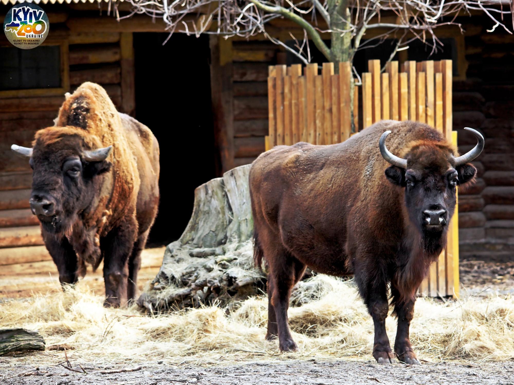 До Київського зоопарку прийшла весна: неймовірно милі фото його мешканців