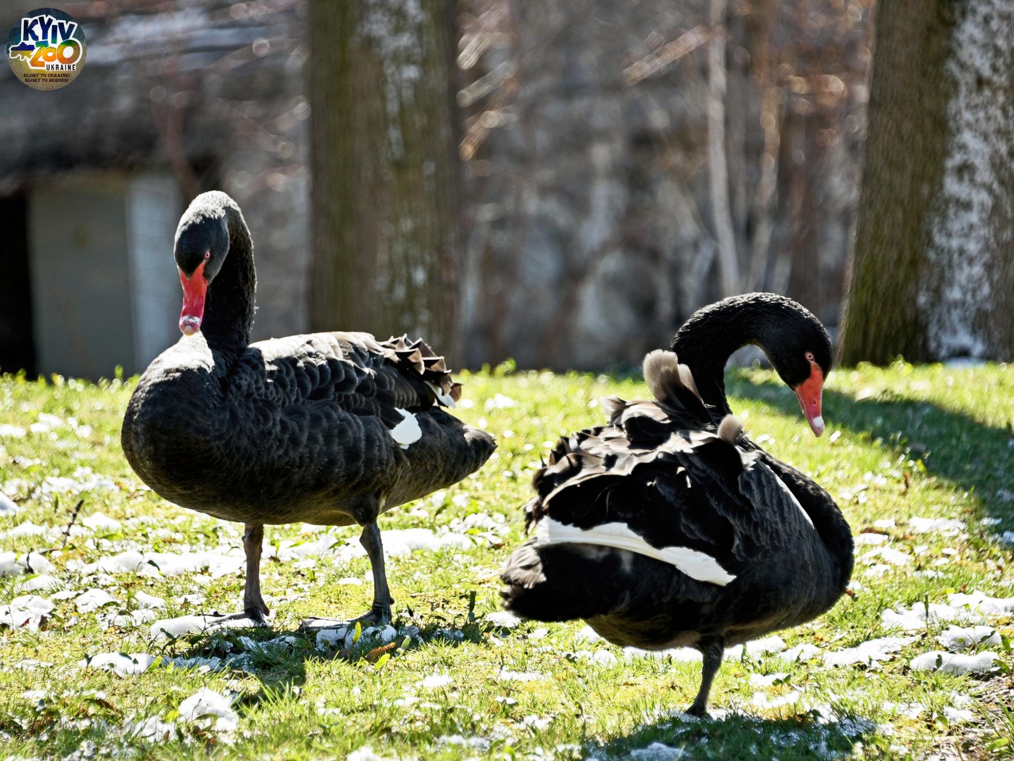До Київського зоопарку прийшла весна: неймовірно милі фото його мешканців
