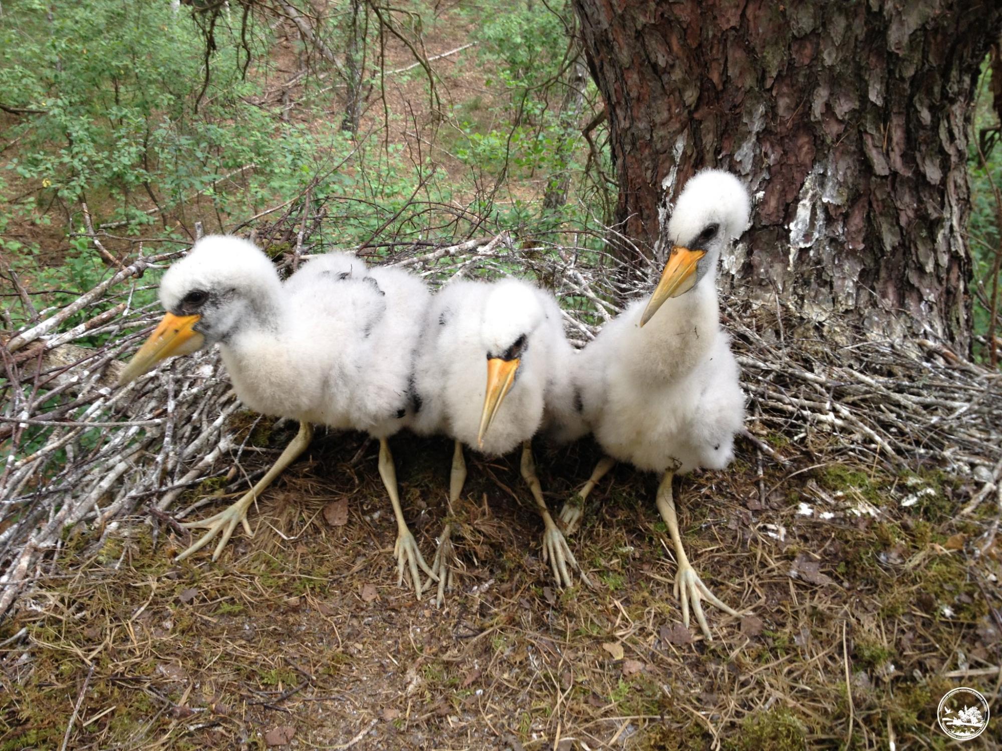 У Чорнобилі показали "червонокнижну" птицю, яка ніколи не селиться поряд з людьми (фото)