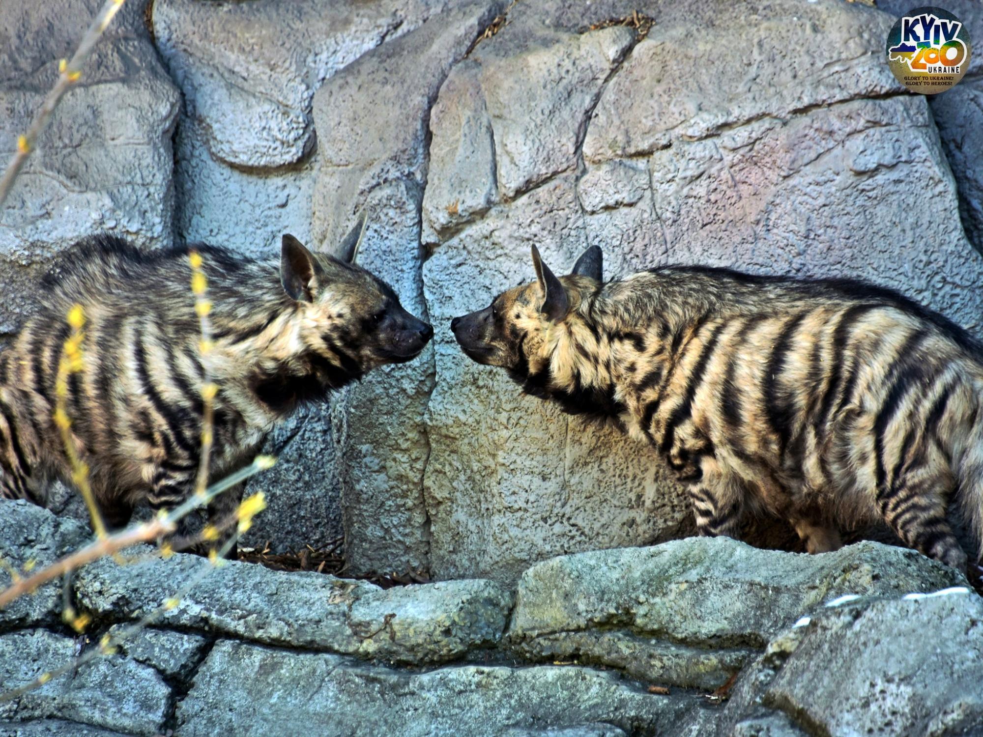 До Київського зоопарку прийшла весна: неймовірно милі фото його мешканців