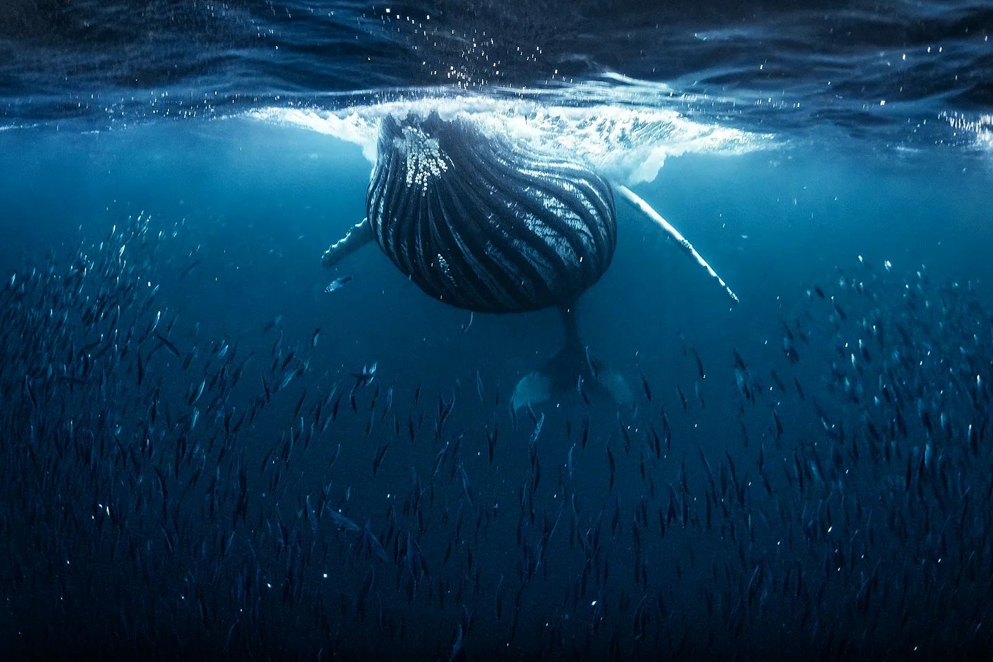 Горбатий кит мало не проковтнув дайвера під час зйомок косаток: ось як це виглядало