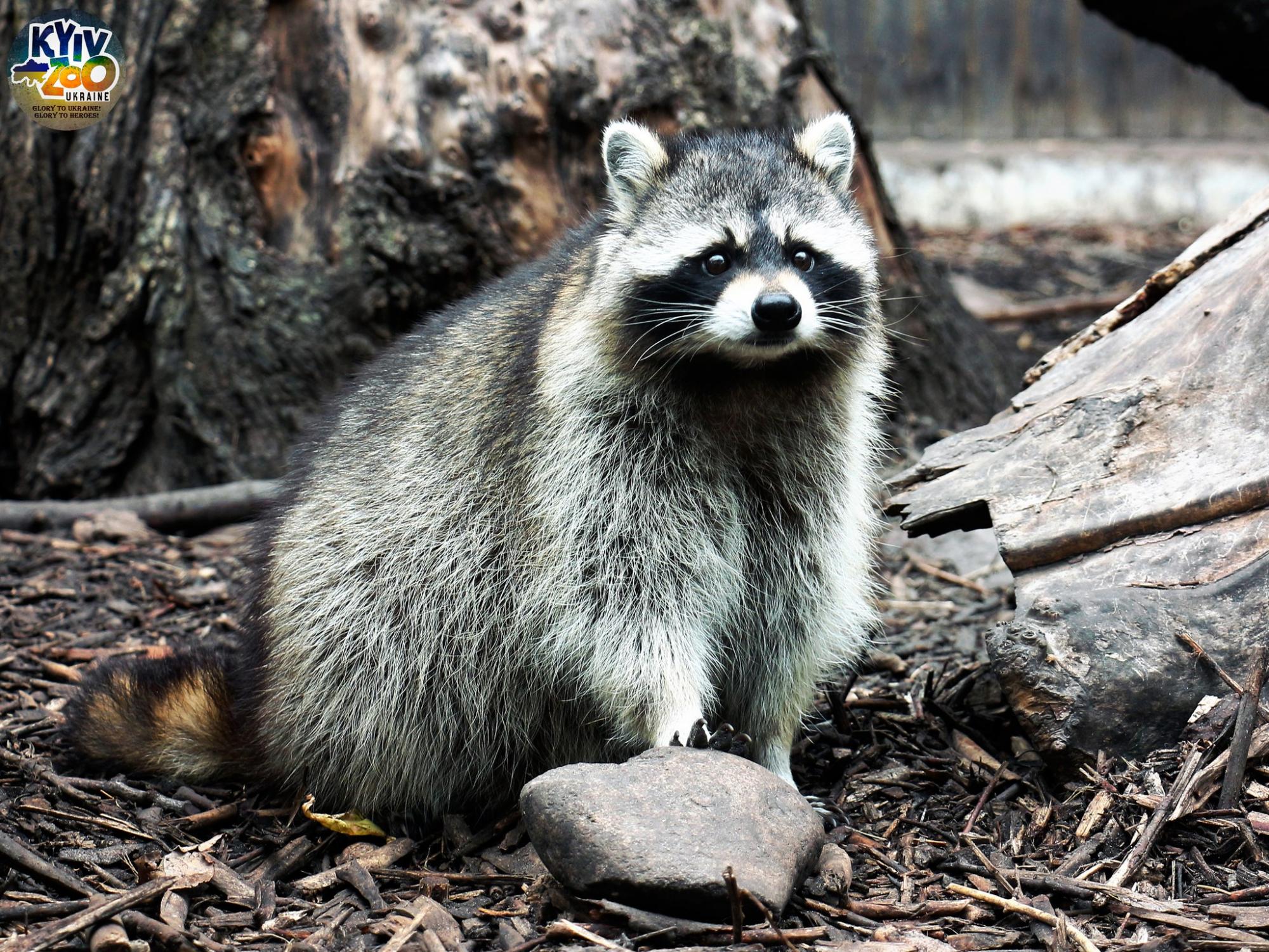 До Київського зоопарку прийшла весна: неймовірно милі фото його мешканців