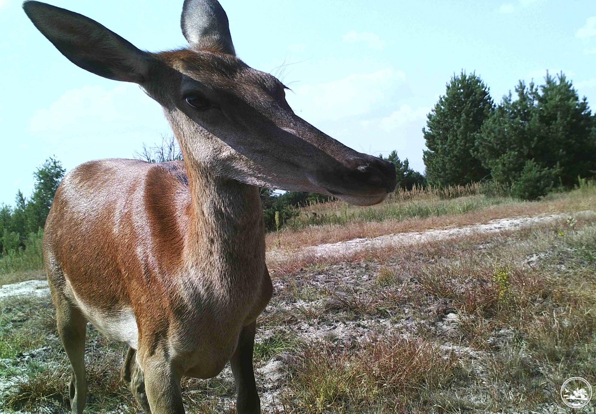 Не з того копита встав: у Чорнобилі показали курйозні знімки тварин із фотопасток