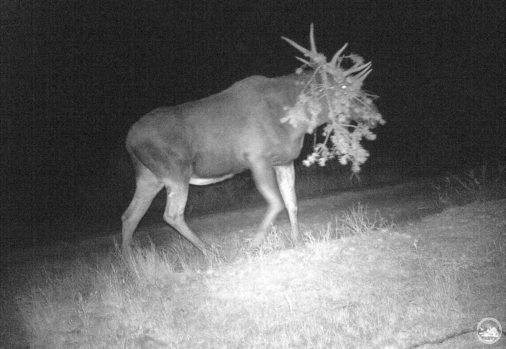 Не з того копита встав: у Чорнобилі показали курйозні знімки тварин із фотопасток