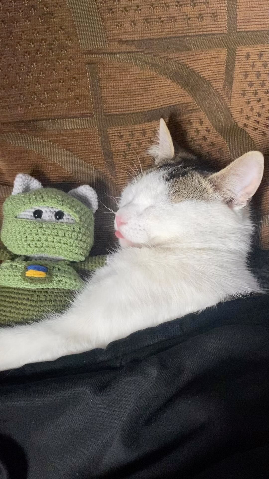 Шукали три тижні всі військові: бойовий кіт Шайба повернувся до власника (фото)