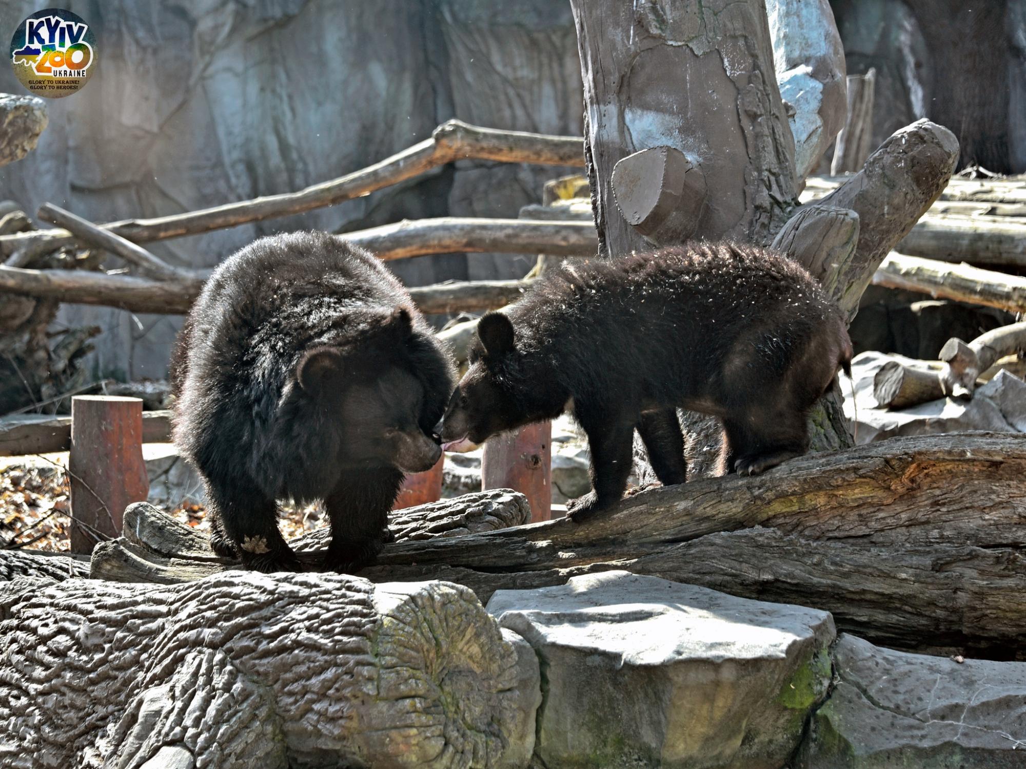 До Київського зоопарку прийшла весна: неймовірно милі фото його мешканців