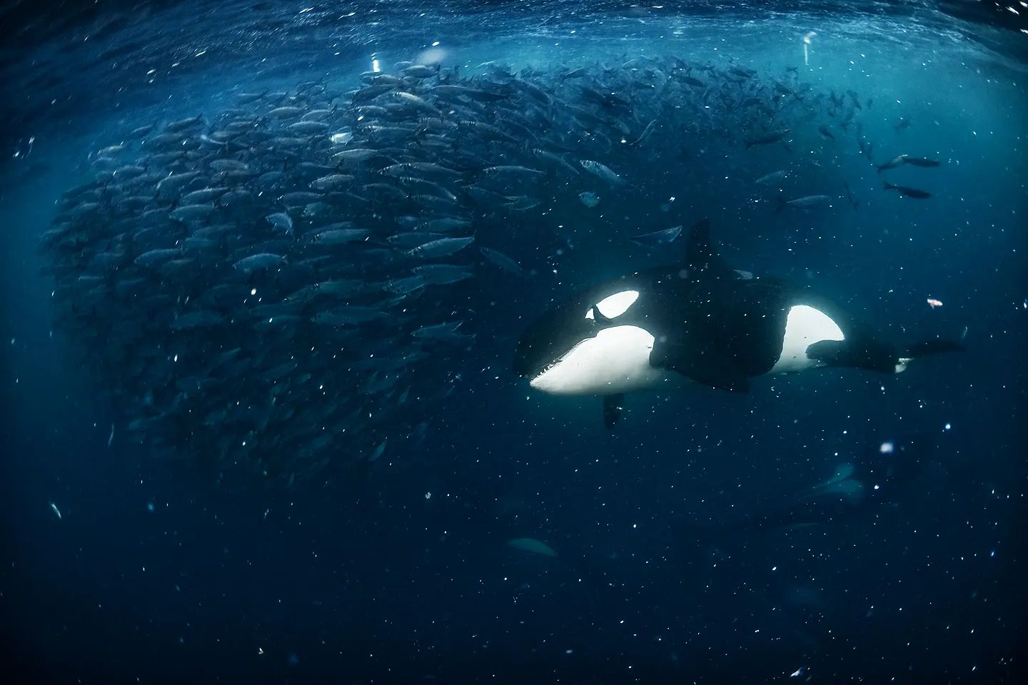 Горбатий кит мало не проковтнув дайвера під час зйомок косаток: ось як це виглядало