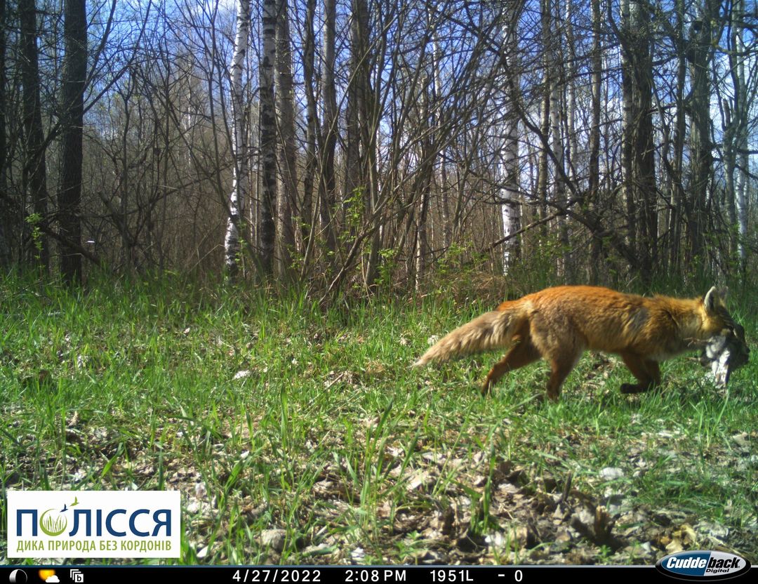 "Спіймав делікатес": у Чорнобилі показали всеїдного хижака (фото)