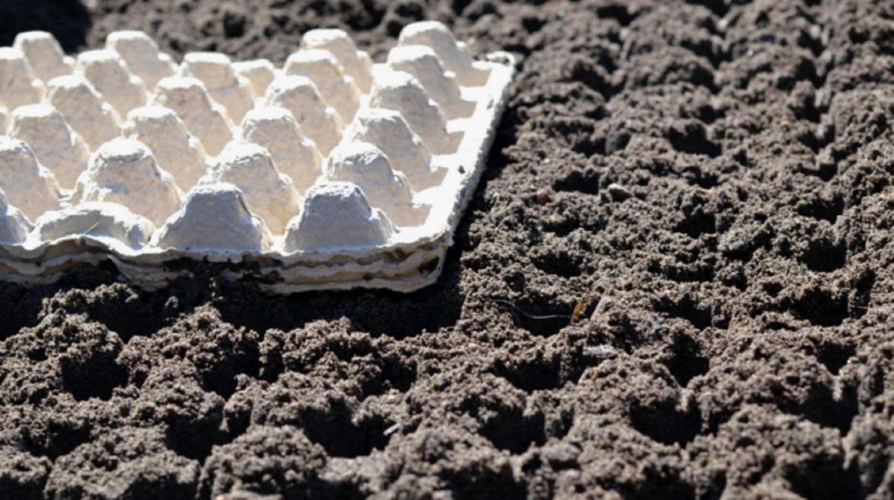 Не викидайте яєчні лотки: 6 способів, які "зроблять революцію" на городі