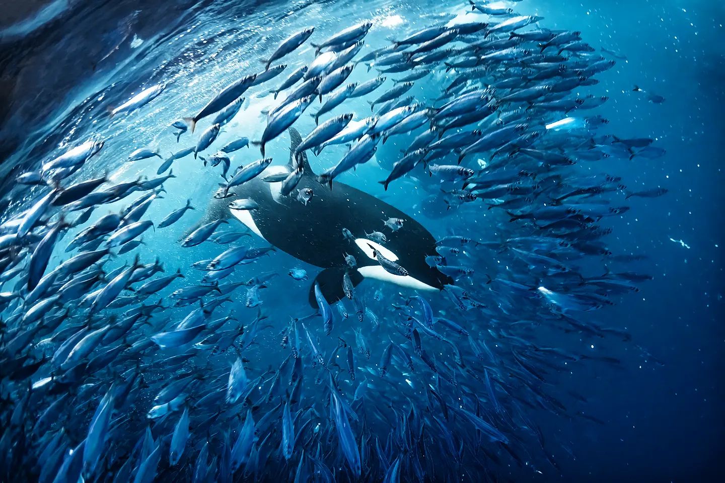 Горбатий кит мало не проковтнув дайвера під час зйомок косаток: ось як це виглядало