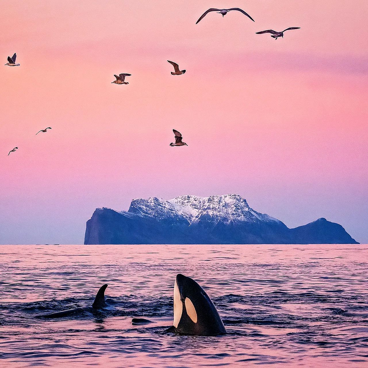 Горбатий кит мало не проковтнув дайвера під час зйомок косаток: ось як це виглядало