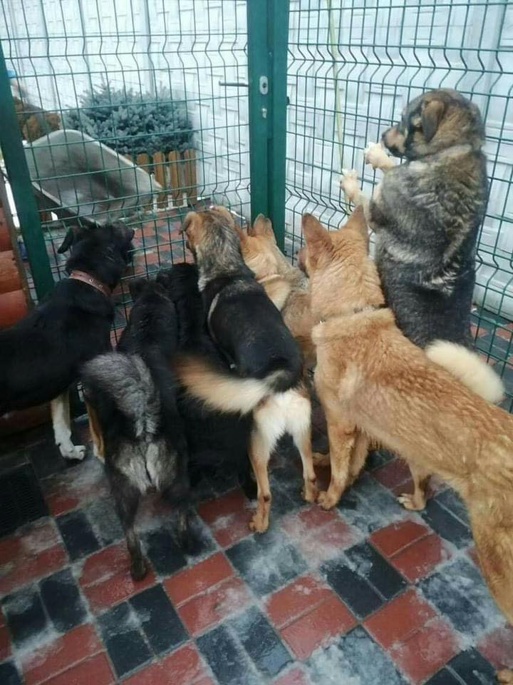 "Благаємо людей про допомогу": сімейному притулку для собак терміново потрібна підтримка