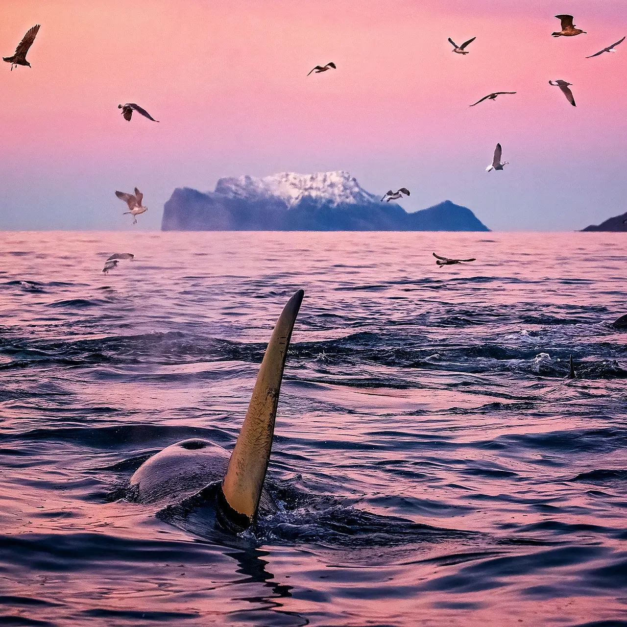 Горбатий кит мало не проковтнув дайвера під час зйомок косаток: ось як це виглядало