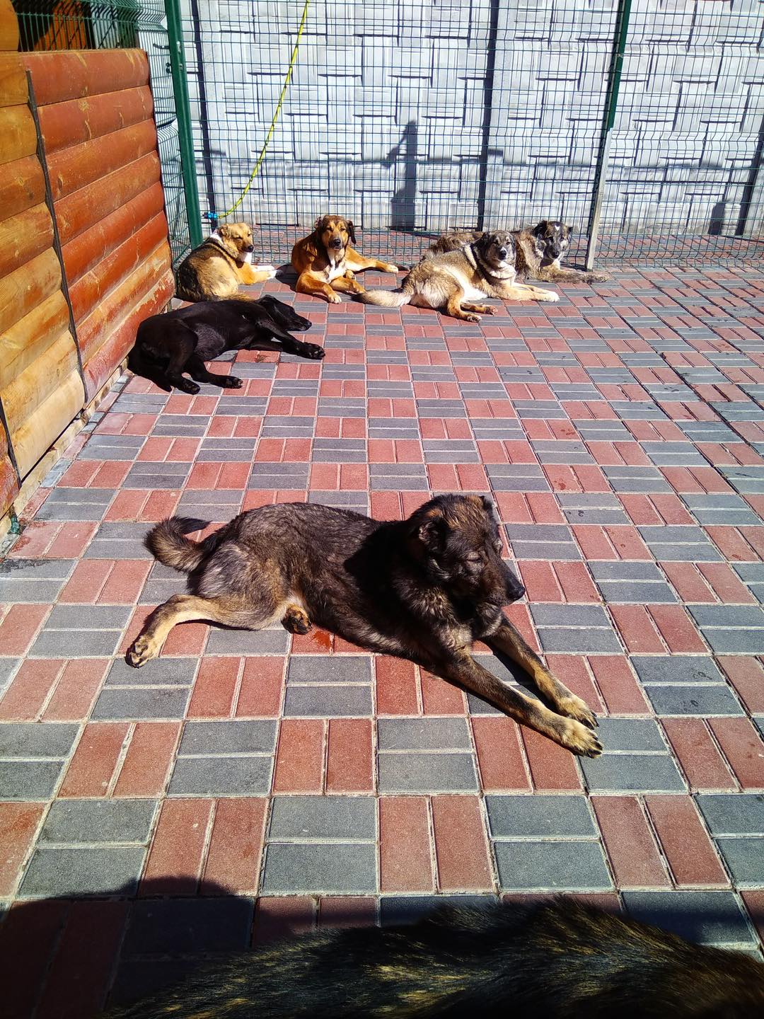 "Благаємо людей про допомогу": сімейному притулку для собак терміново потрібна підтримка