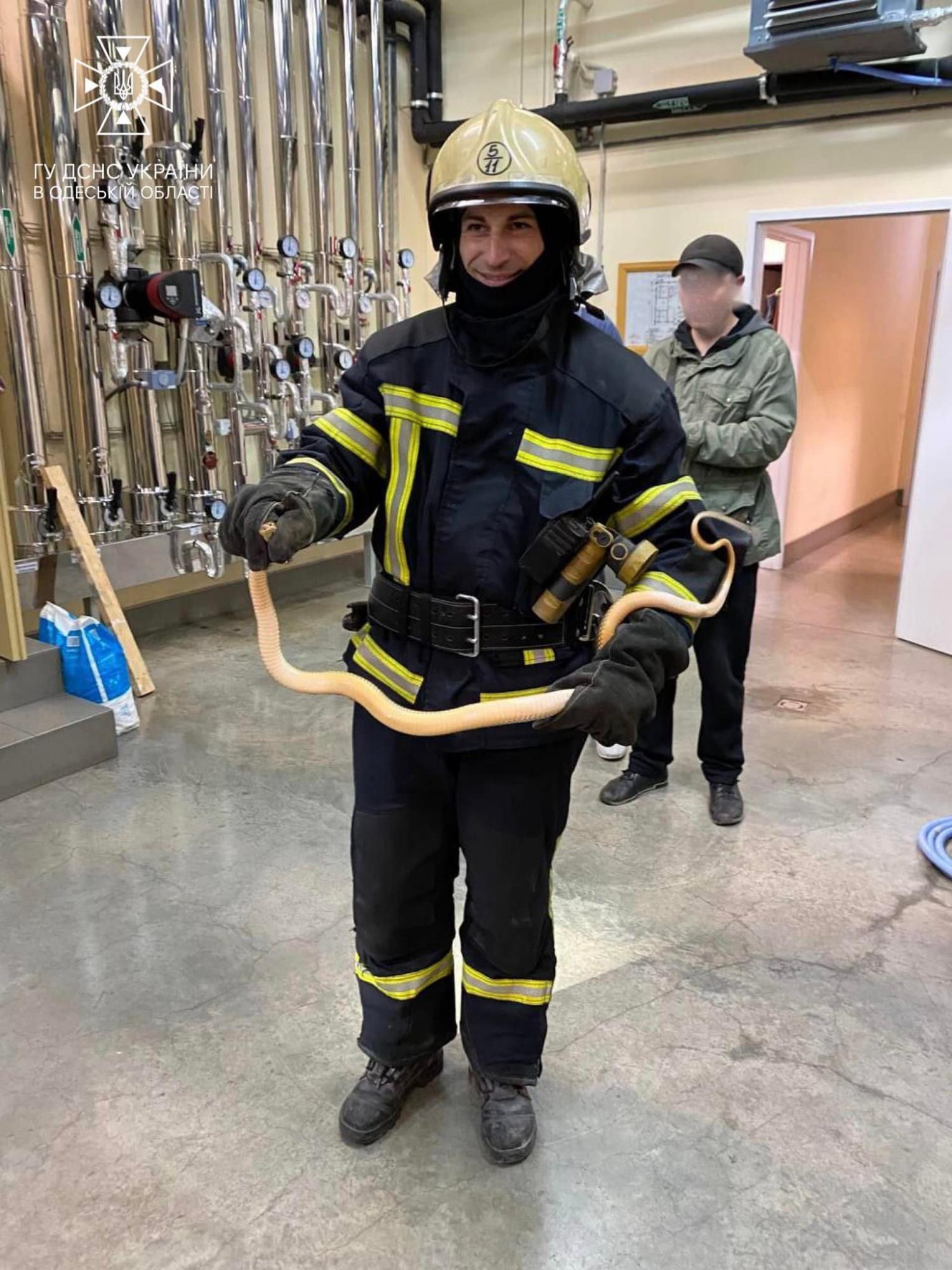 В Одесі з електрощитової дістали величезну змію: фото знахідки