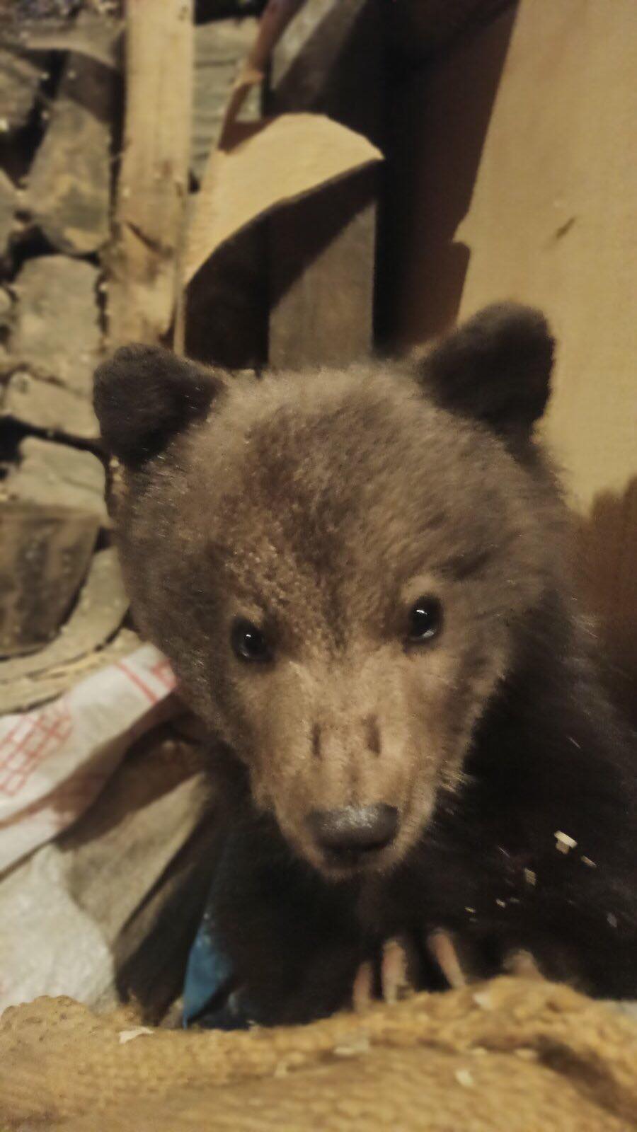 У Закарпатській області знайшли маленьке ведмежа: милі фото тварини