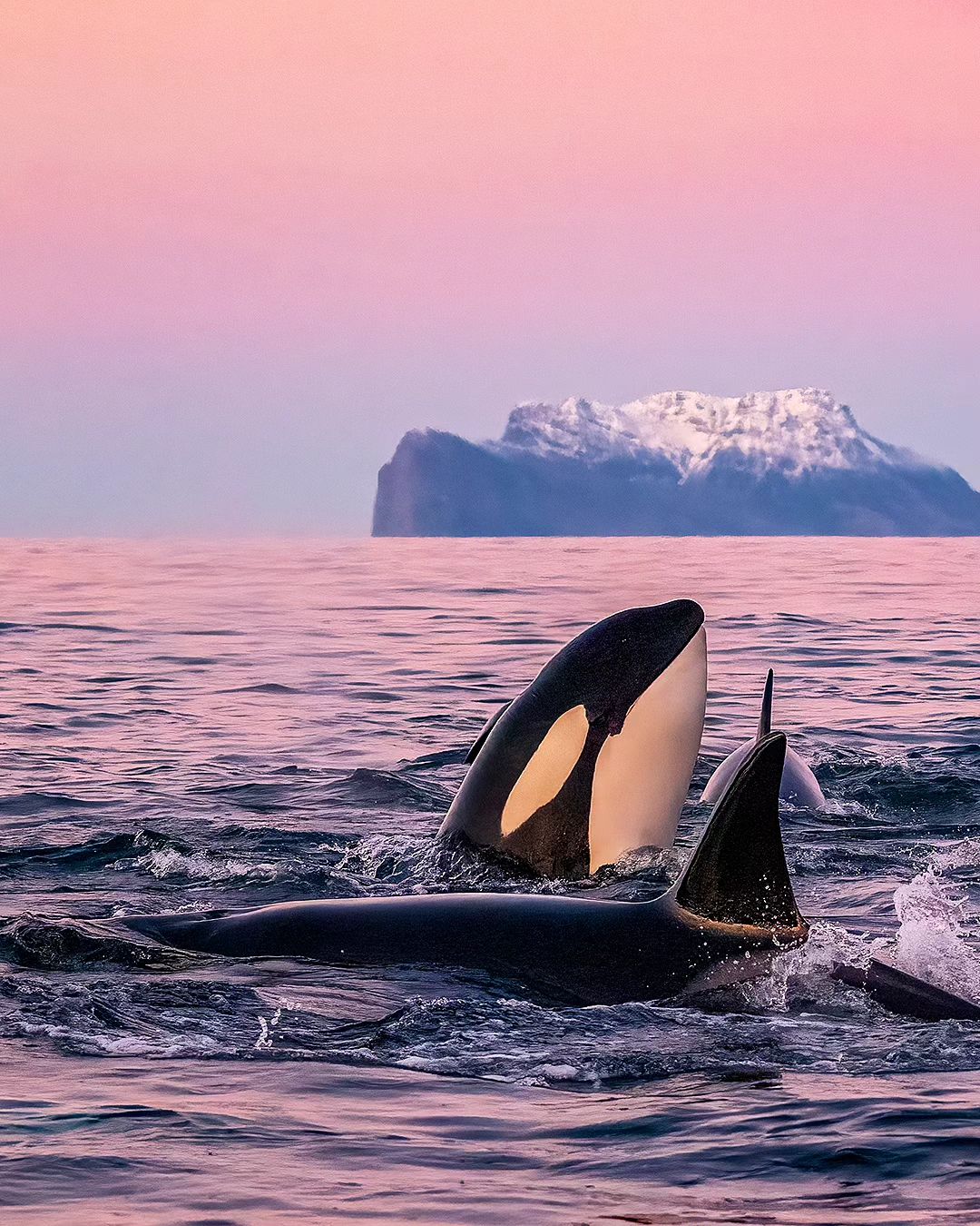 Горбатий кит мало не проковтнув дайвера під час зйомок косаток: ось як це виглядало