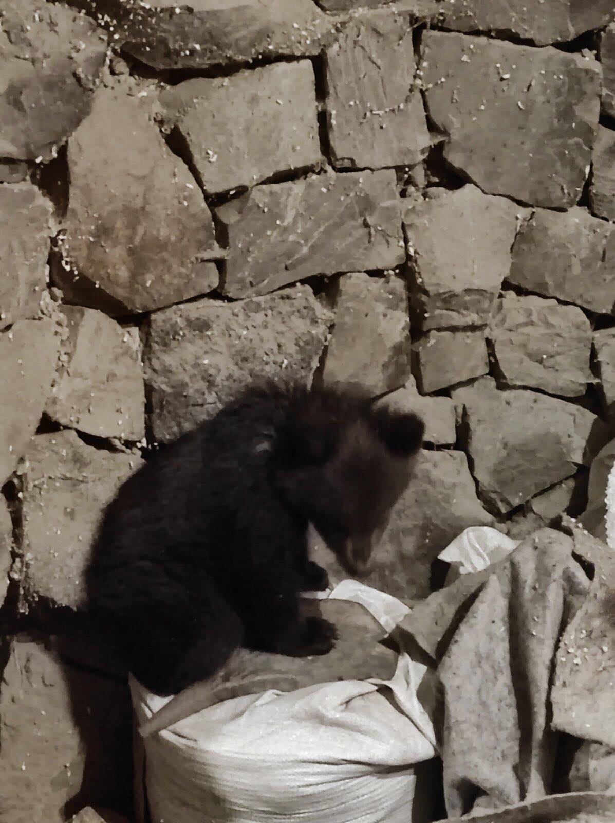 У Закарпатській області знайшли маленьке ведмежа: милі фото тварини
