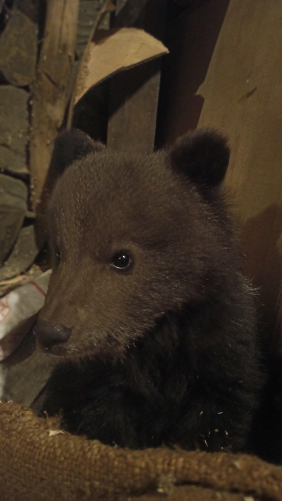 У Закарпатській області знайшли маленьке ведмежа: милі фото тварини