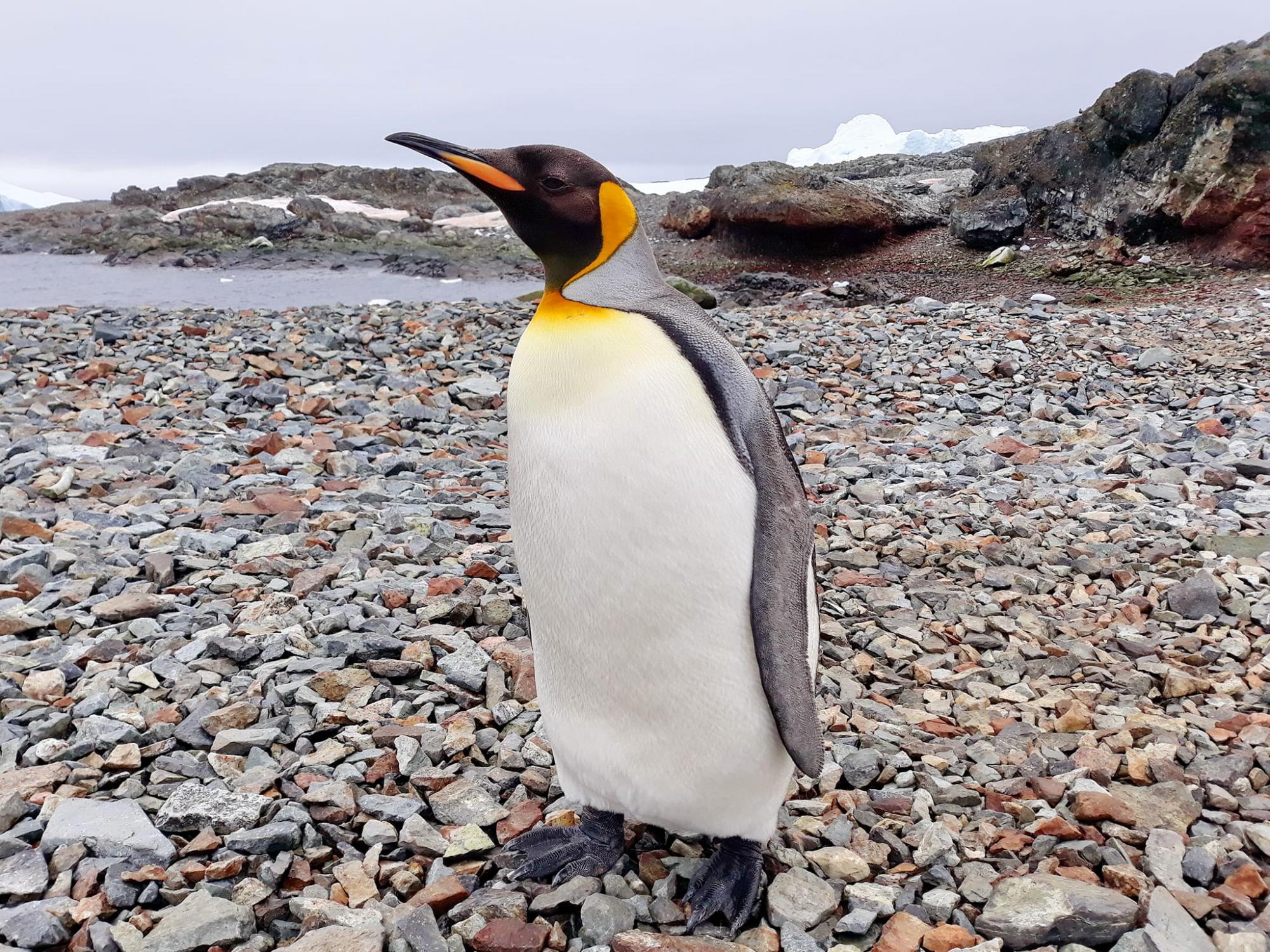 Полярники розповіли про пінгвінів, яких побачити на "Вернадського" - крайня рідкість (фото)