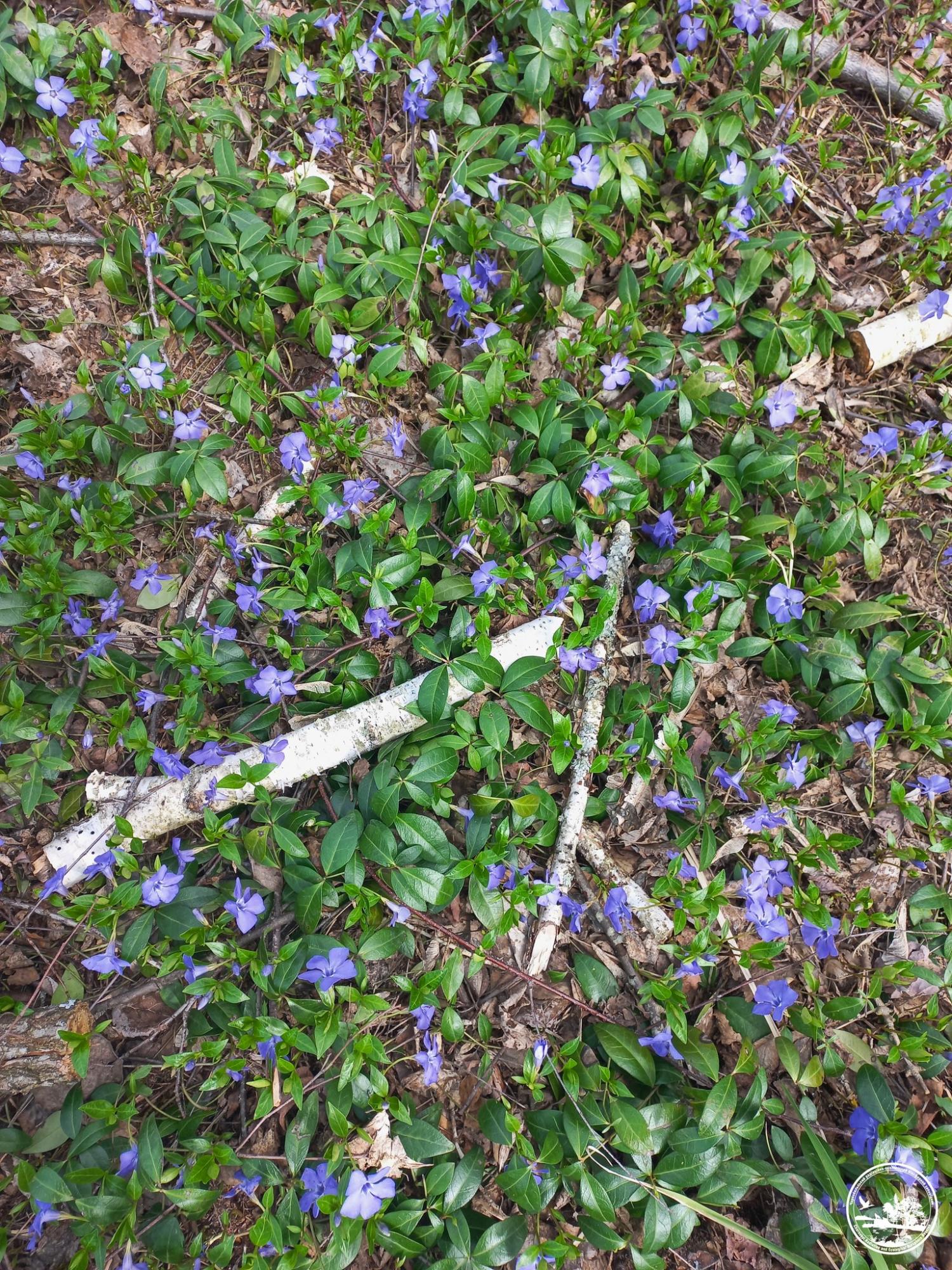 Його сік - отрута. У Чорнобилі зацвіла рослина, яку українці вважають магічною (фото)