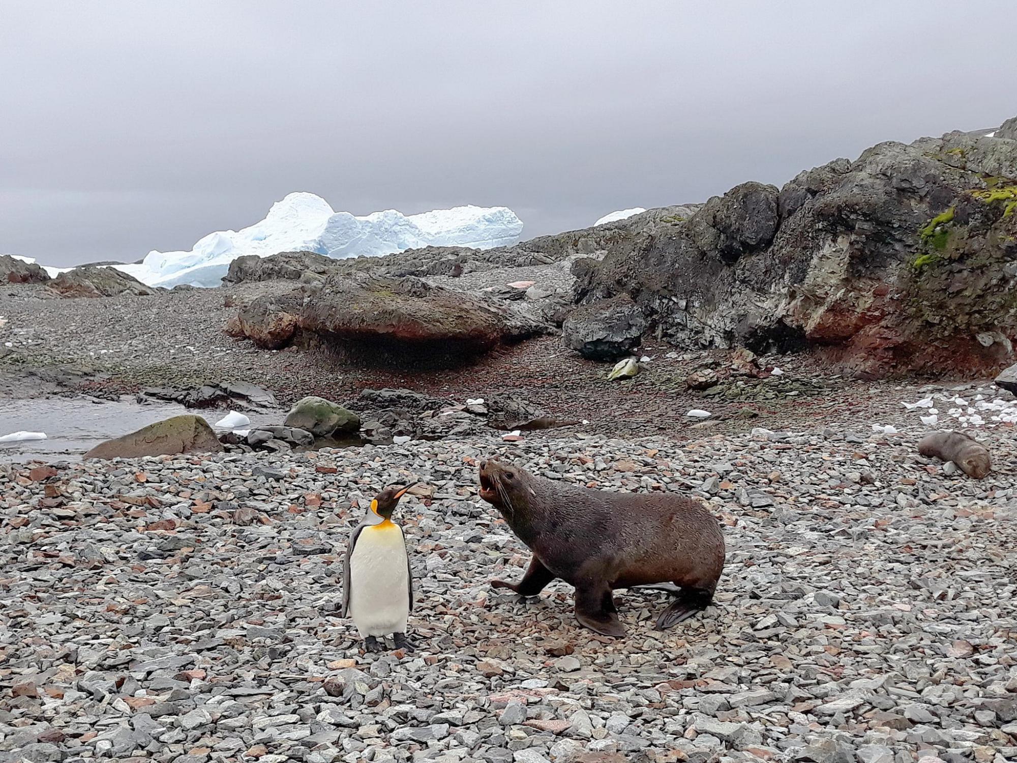 Полярники розповіли про пінгвінів, яких побачити на "Вернадського" - крайня рідкість (фото)