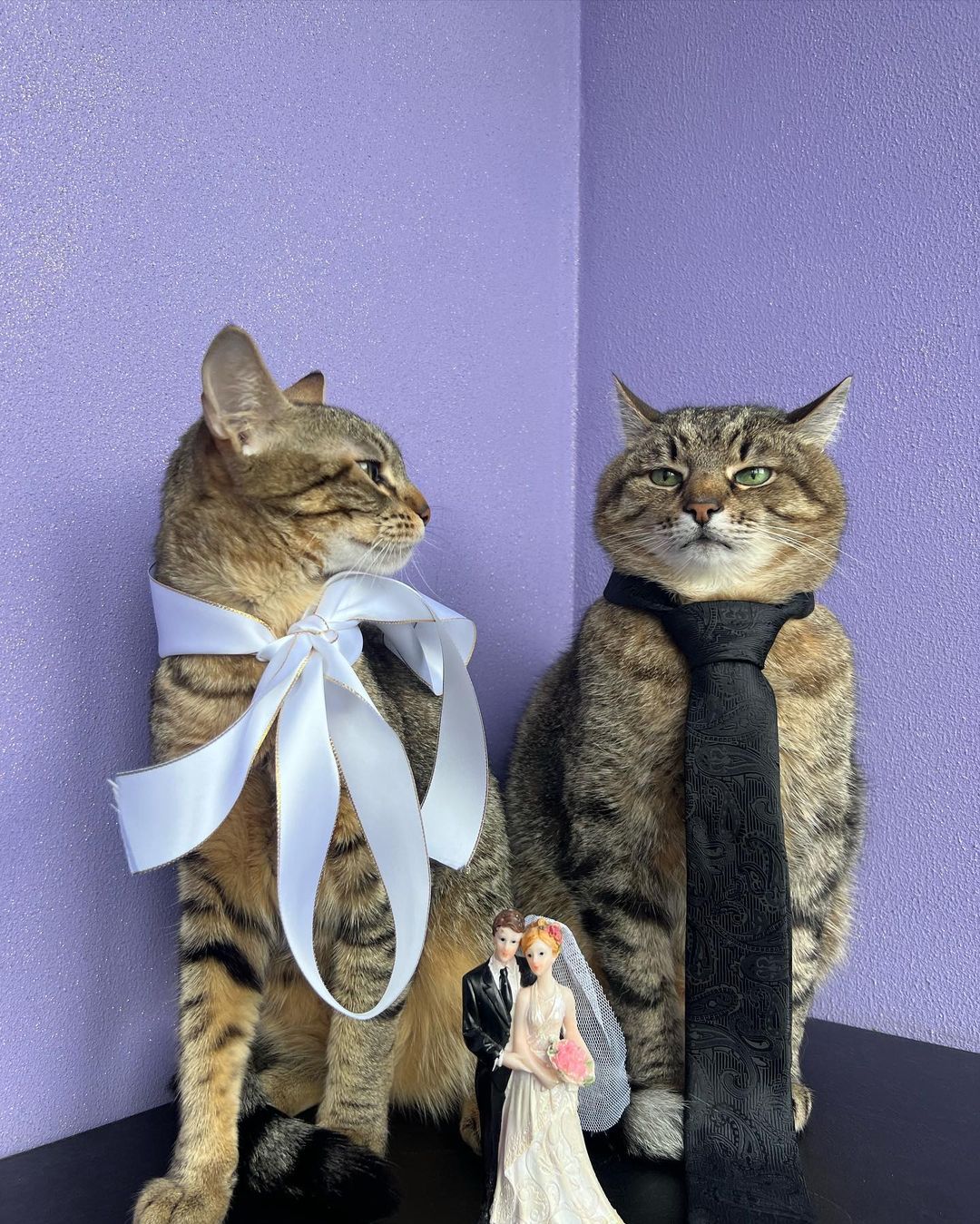 Кот Степан женился: милые фото пушистых молодоженов