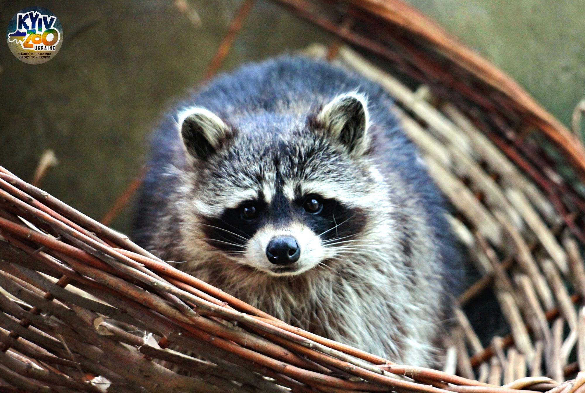 Ведмеді спали, а єноти не зрозуміли: як насправді звірі Київського зоопарку пережили ракетну атаку
