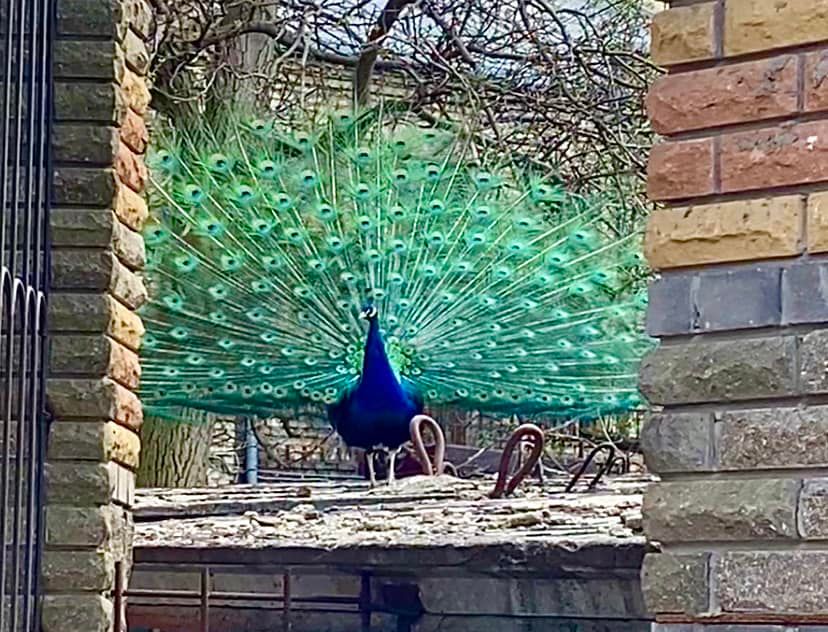 У Києві посеред вулиці помітили екзотичних птахів: гуляють та "співають" (фото)