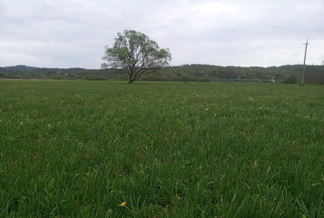 Унікальні квіти. На Закарпатті починає цвісти знаменита Долина нарцисів