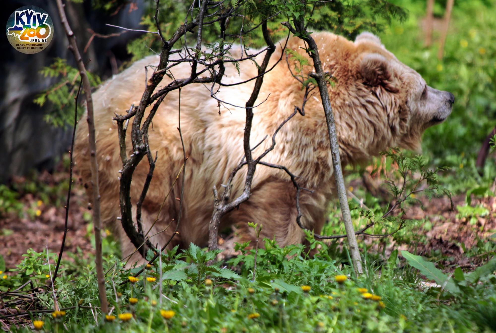Ведмеді спали, а єноти не зрозуміли: як насправді звірі Київського зоопарку пережили ракетну атаку