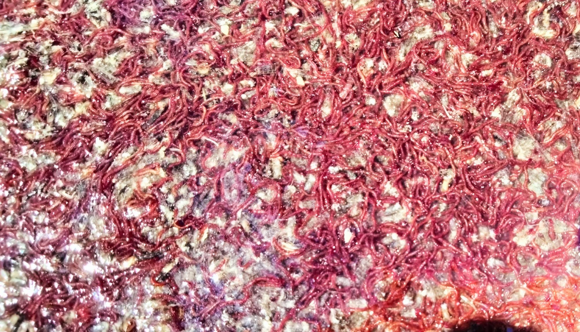 В Одеській області помітили багато казкових фламінго: неймовірні фото